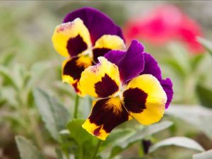 pansies
