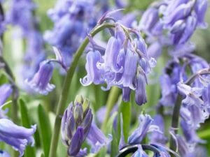 bluebells