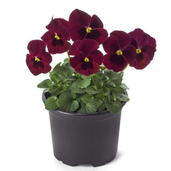 How Long Do Winter Pansies Last in the UK? Gardening Tips, Advice and