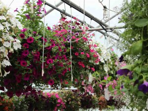 hanging baskets