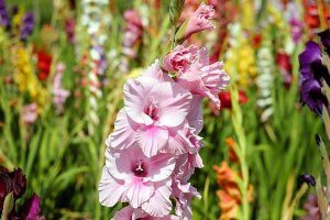 gladioli flowers