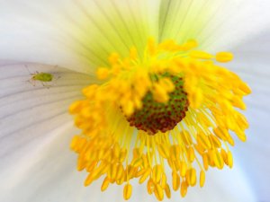 greenfly flower