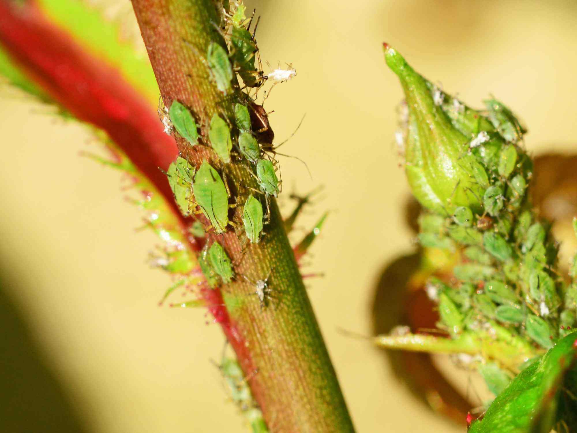 How to get rid of Greenfly The Primrose Garden Club Expert Tips