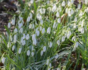 snowdrop bulbs