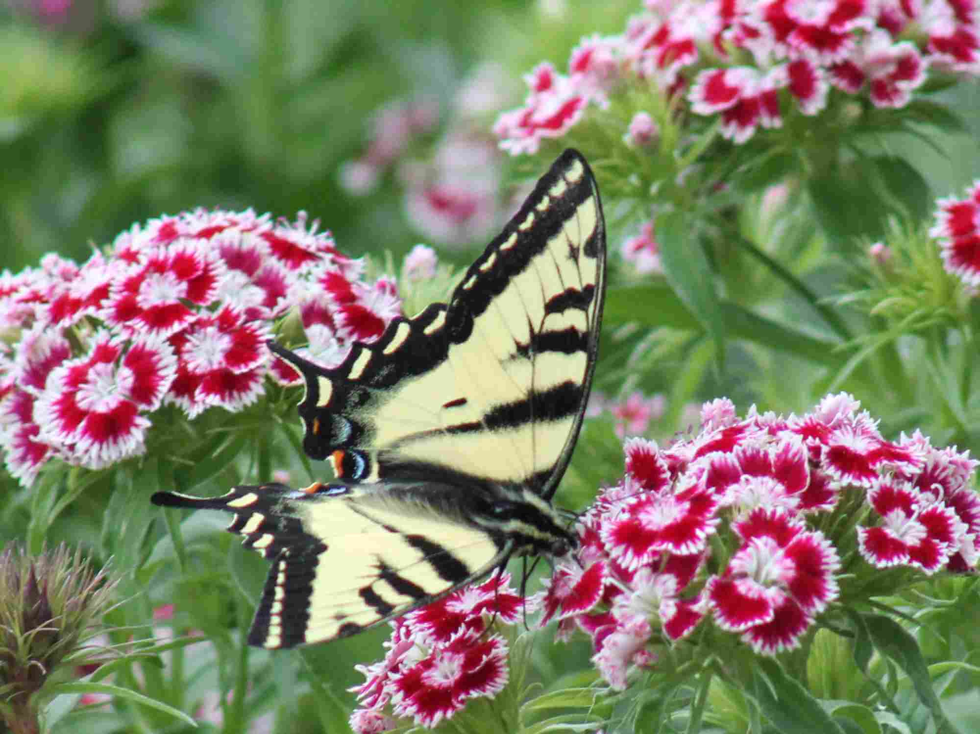 When do Sweet Williams Flower? Primrose Garden Club Expert Tips