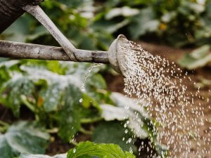 watering can