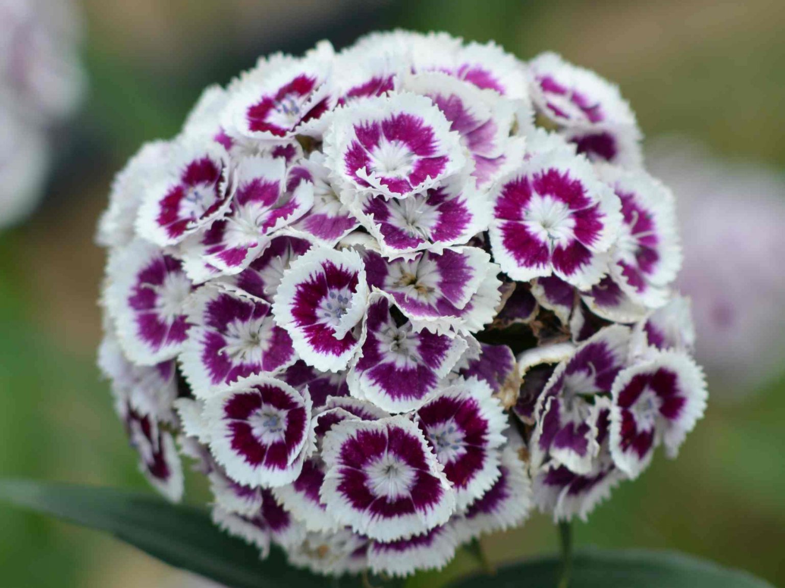 When do Sweet Williams Flower? Primrose Garden Club Expert Tips