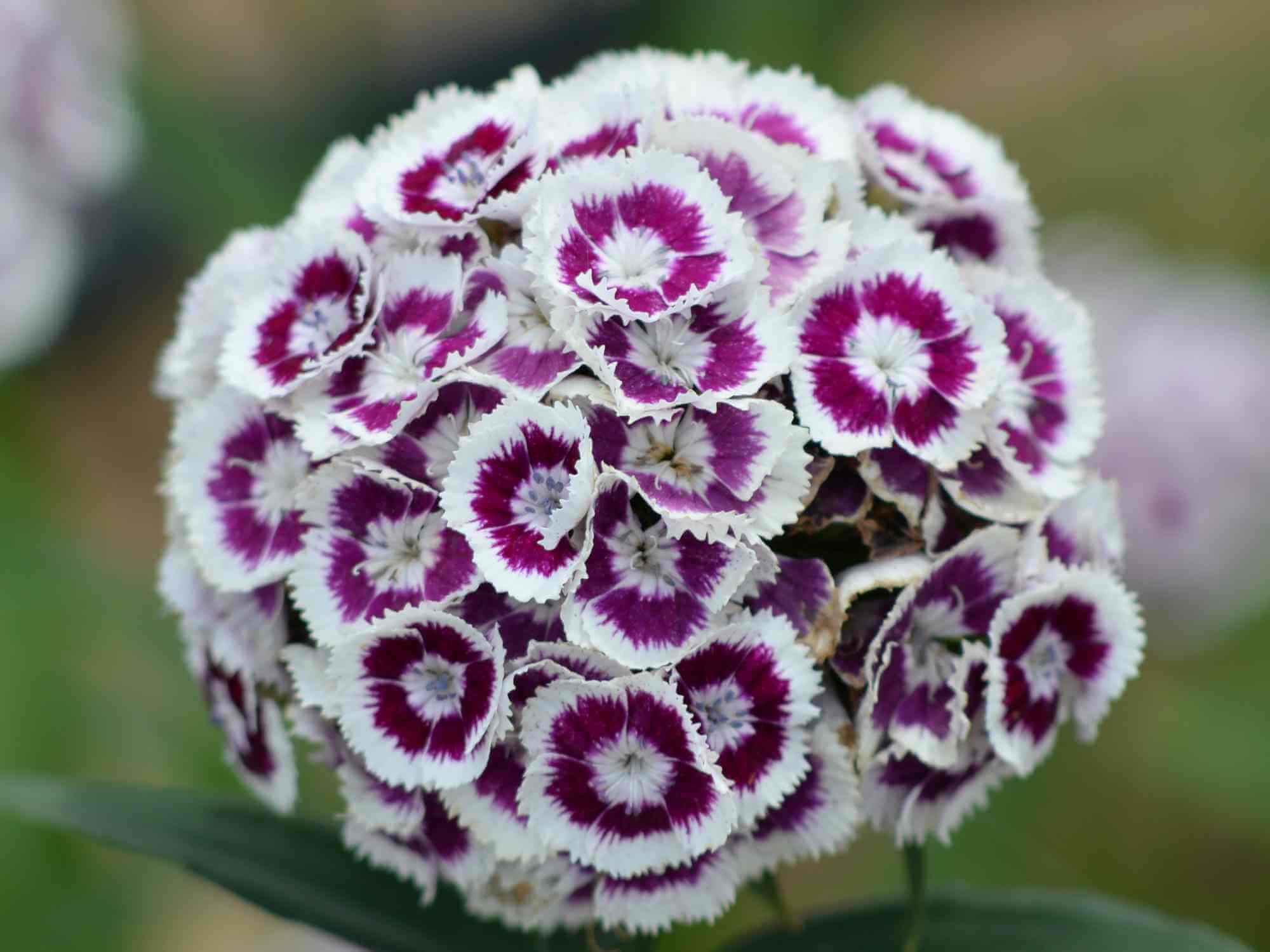 4. Sweet William Plants: A Symphony Of Colors For Your Outdoors