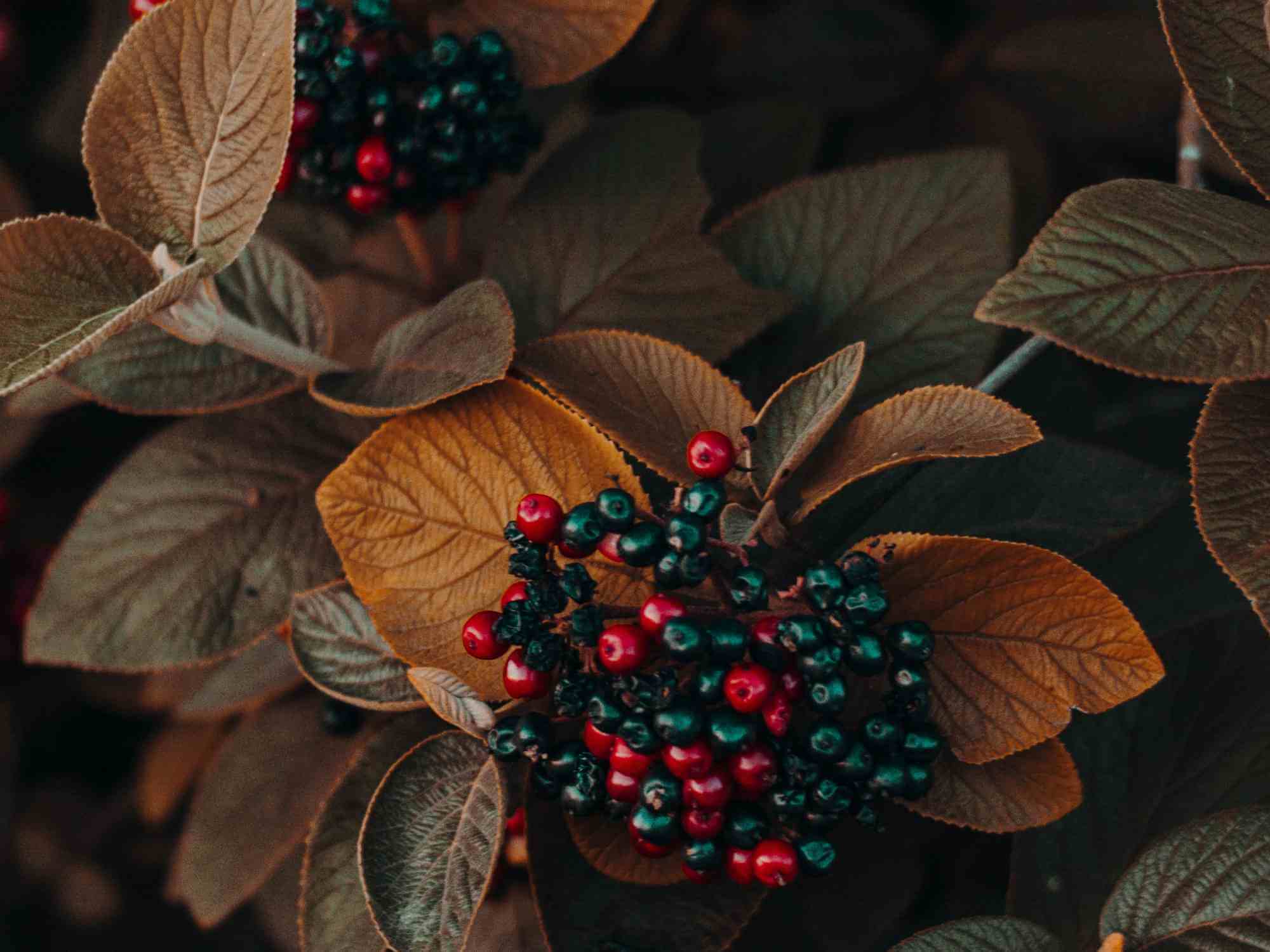 10 Best Plants for Autumn Winter Colour The Primrose Garden Club Expert Tips, Advice