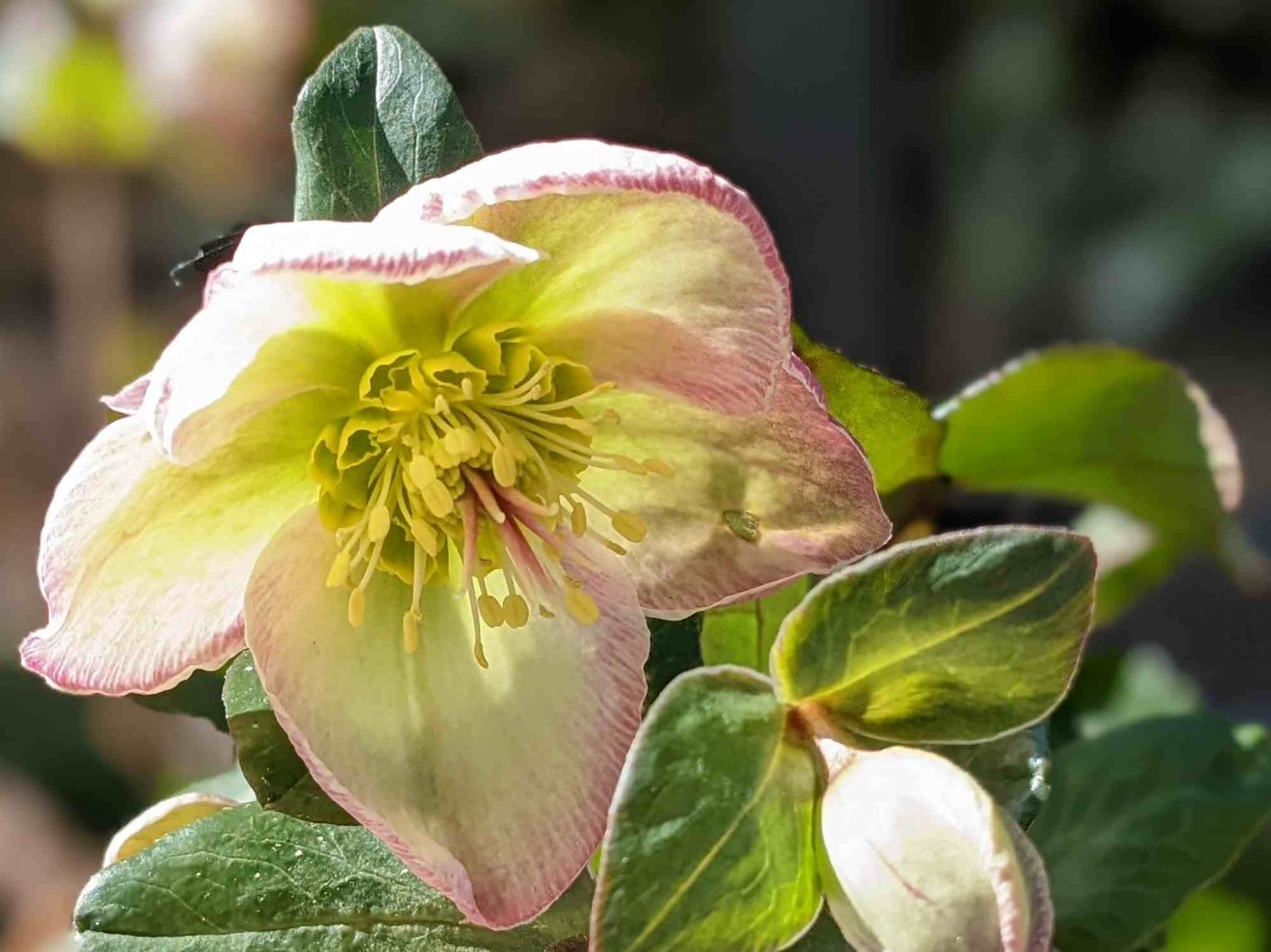What to do with Hellebores in Summer Primrose Garden Club Expert