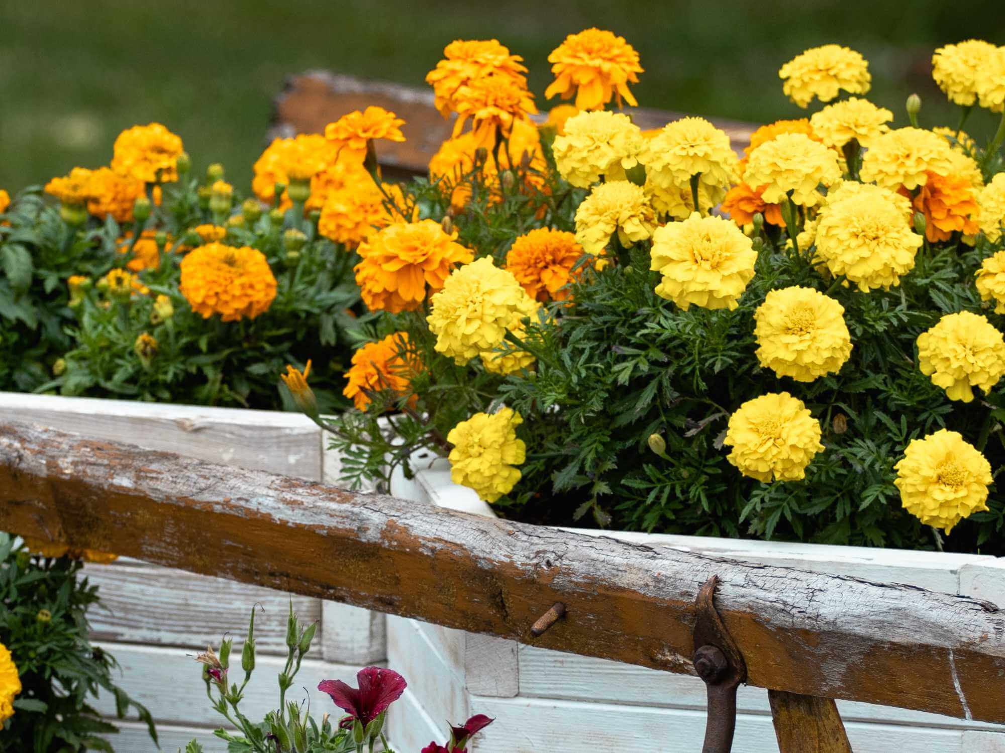 best-plants-for-patio-pots-primrose-garden-club-expert-tips-advice