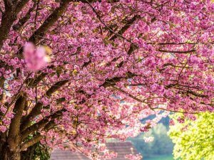 Cherry Blossom Trees