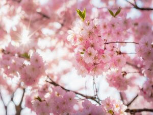 cherry blossom