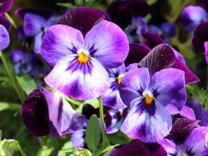 pansies
