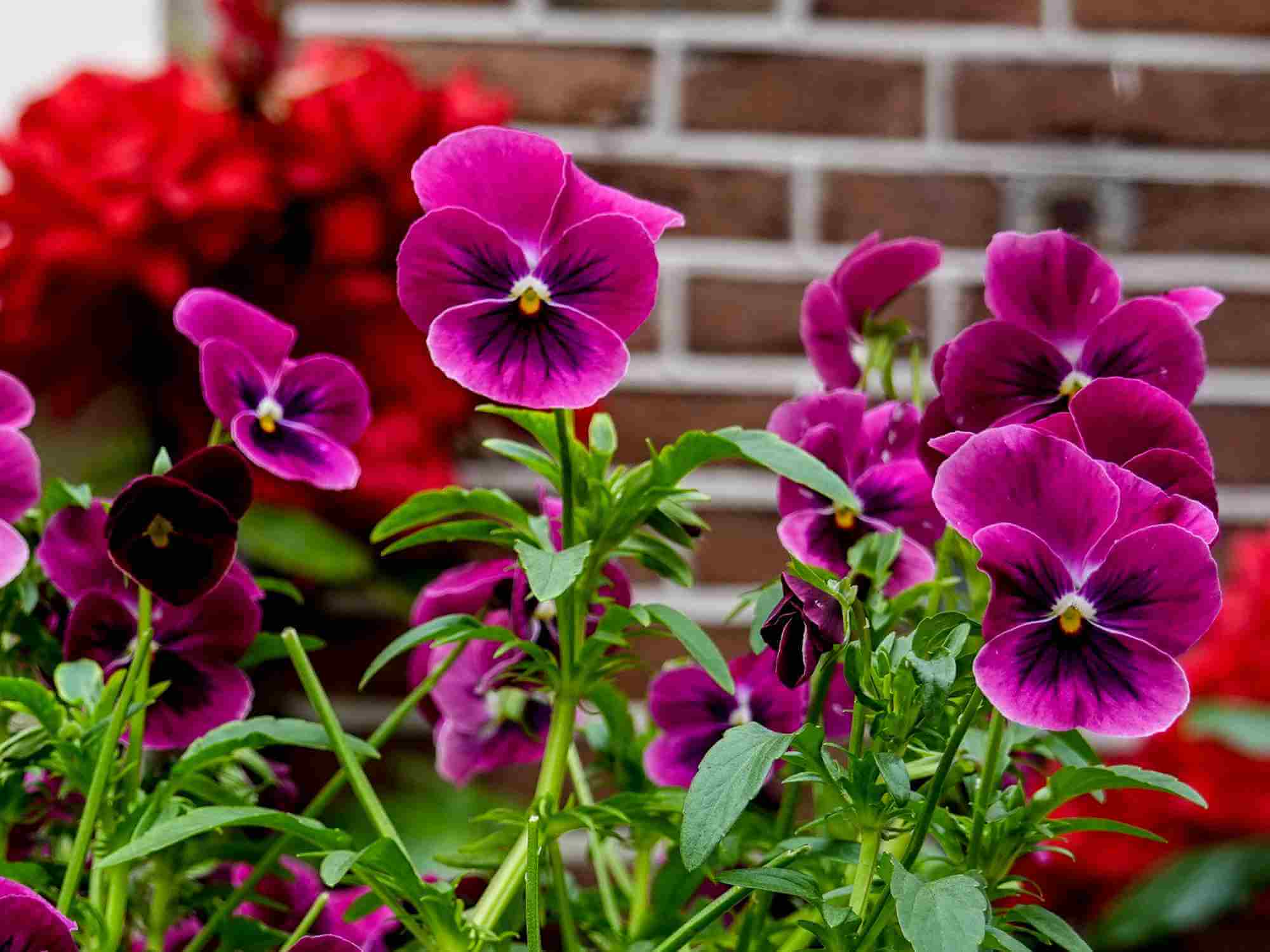 10 Best Plants for Autumn Winter Colour The Primrose Garden Club