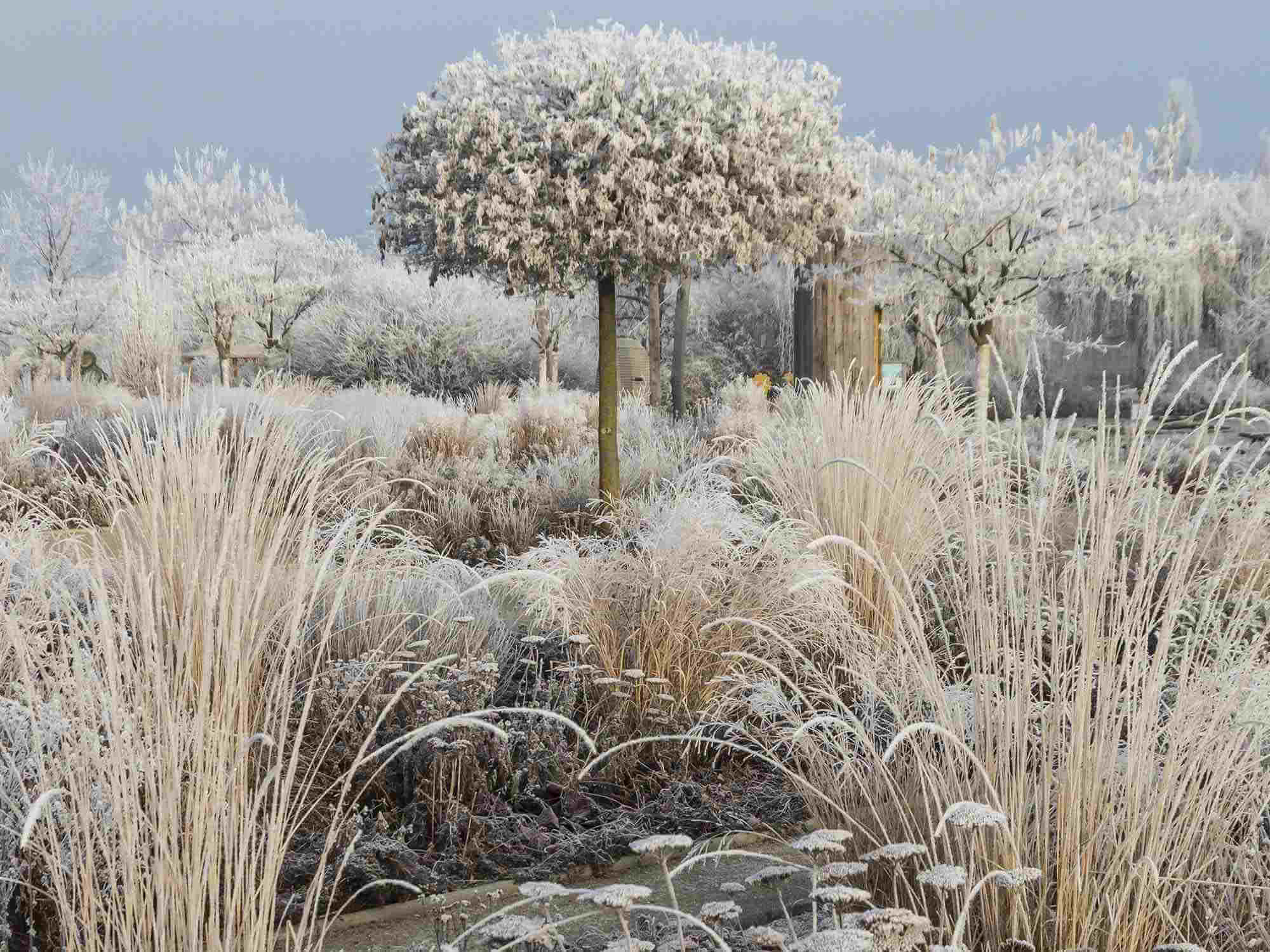 5 Tips To Keep Your Plants Alive During Winter The Primrose Garden