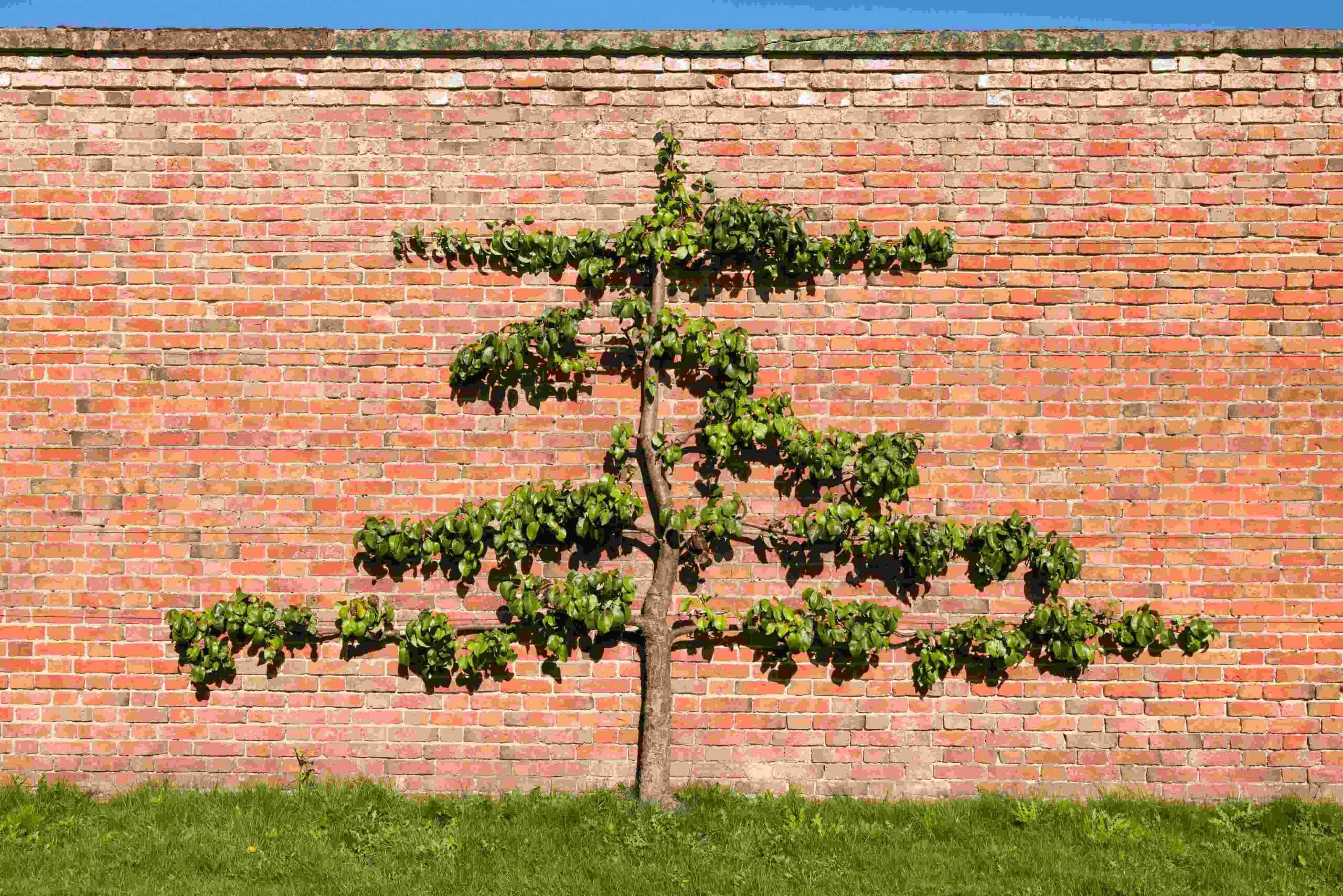 How to Espalier Fruit Trees Primrose UK