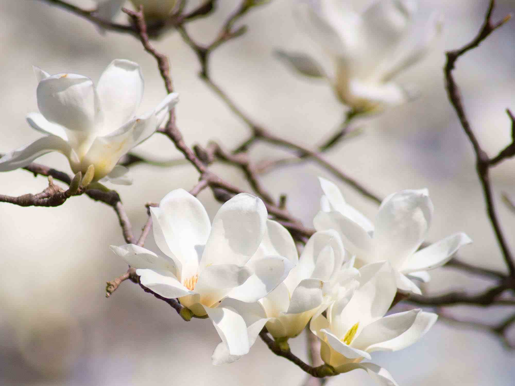 A Complete Guide to Magnolia Trees Primrose