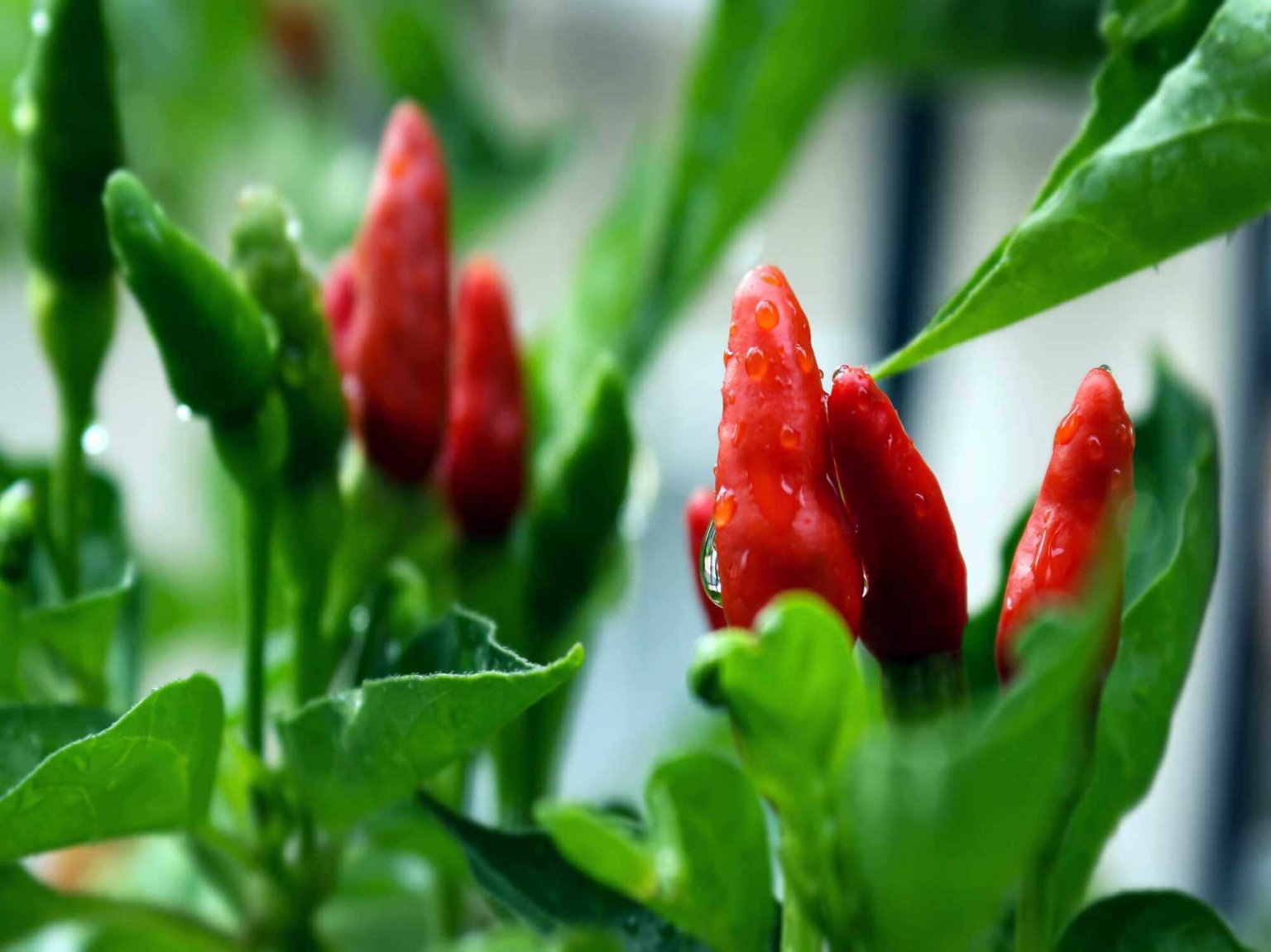 A Complete Guide to Chilli Plants - Gardening Tips, Advice and Inspiration