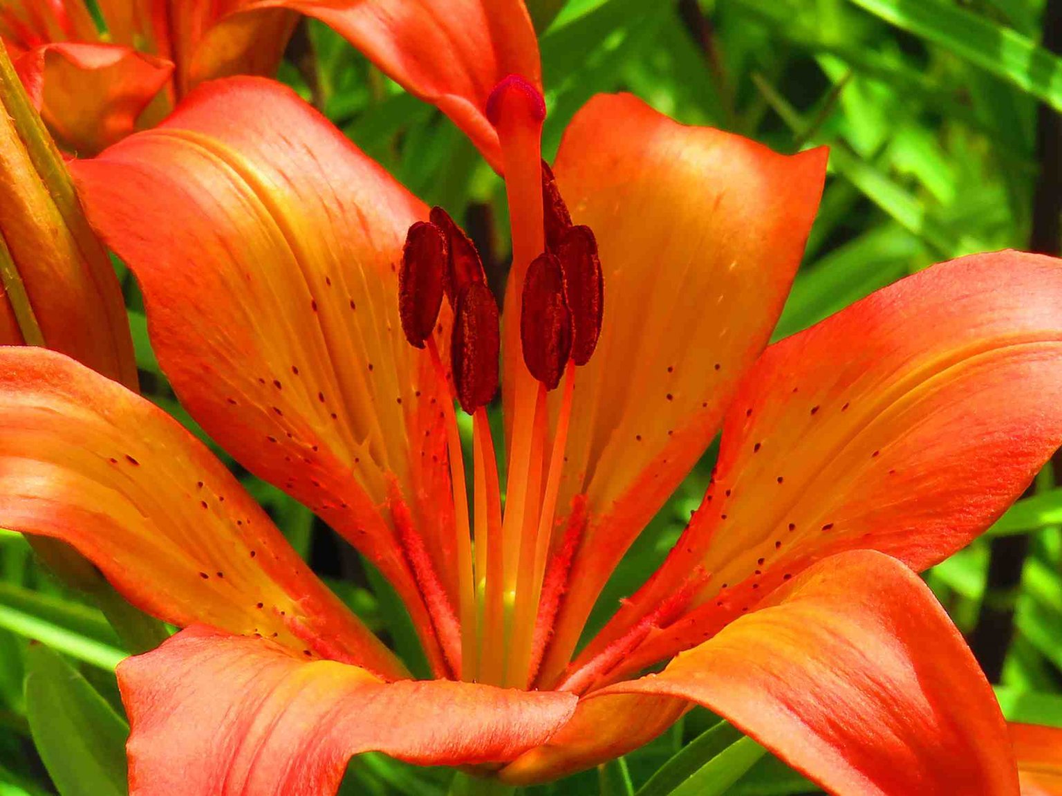 A Complete Guide to Growing Lilies Primrose UK