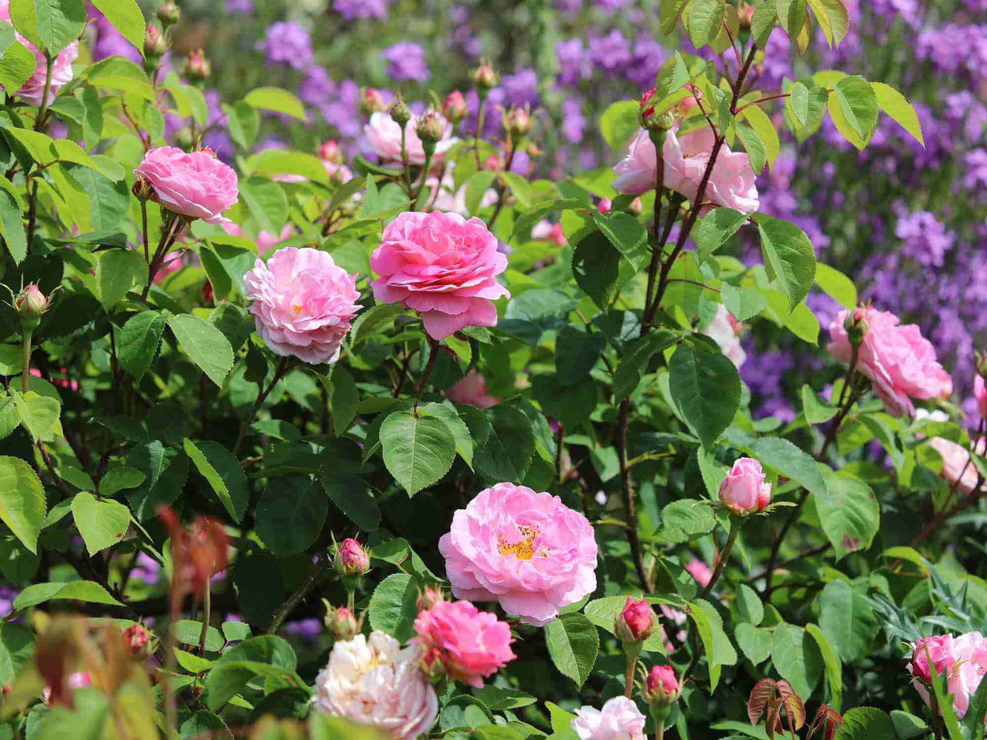 A Complete Guide to Roses Primrose UK