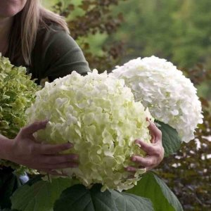 Top 10 Plants at Chelsea Flower Show: Past & Present