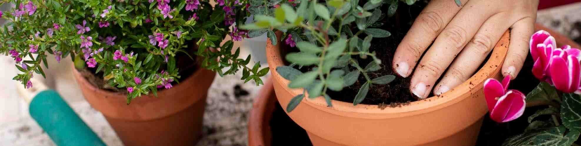 Garden Ideas, Top Tips & Expert Advice