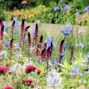 May garden Planting