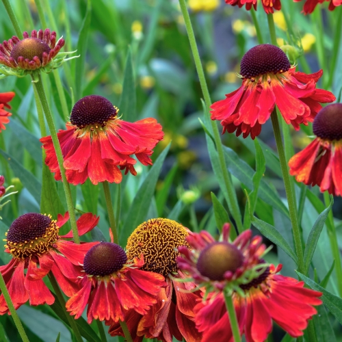 Gardening in Late Summer